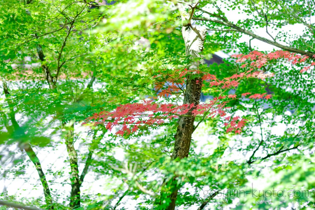 京都市左京区の永観堂禅林寺の新緑