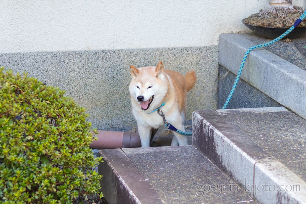 京都市東山区の悲田院の犬