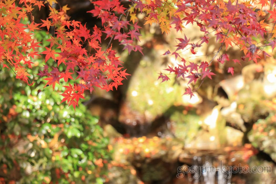 京都市左京区大原の寂光院の紅葉