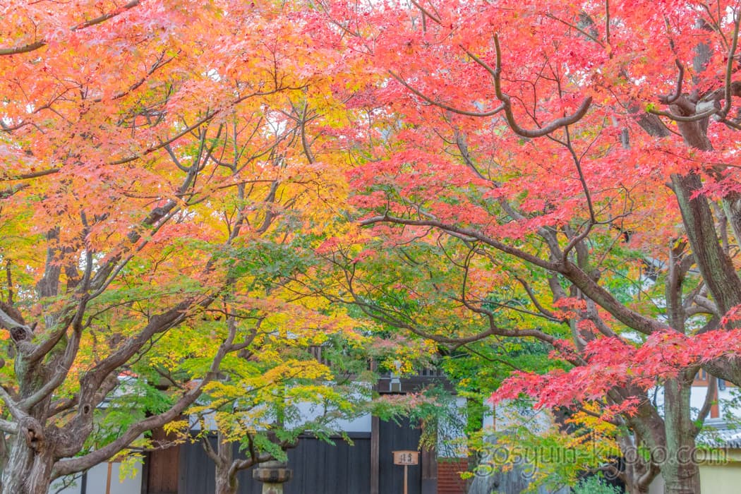 京都市北区の黄梅院