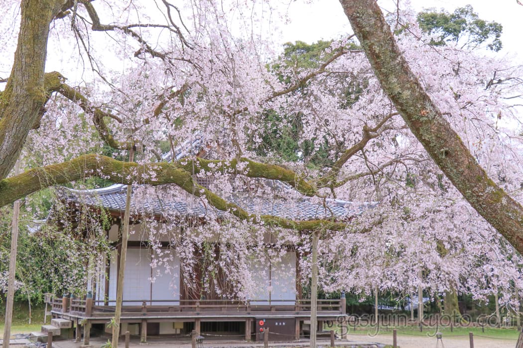 京都市伏見区の醍醐寺の桜