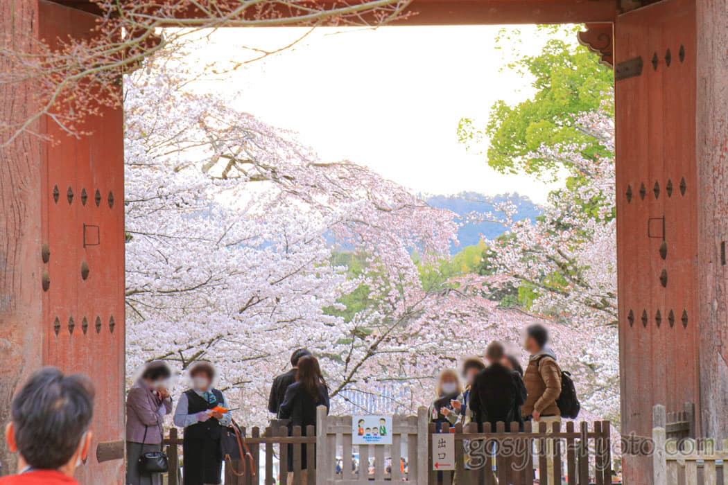 京都市伏見区の醍醐寺の桜