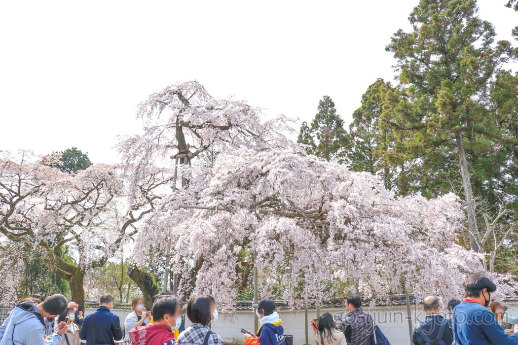 醍醐寺の三宝院の桜