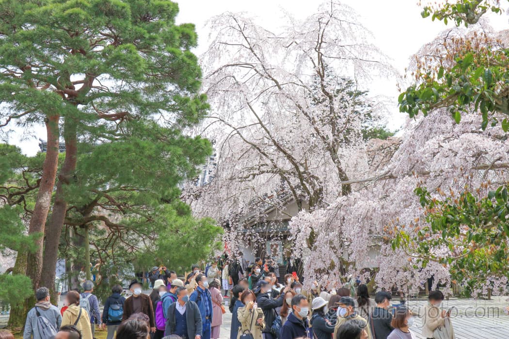 醍醐寺の三宝院の桜
