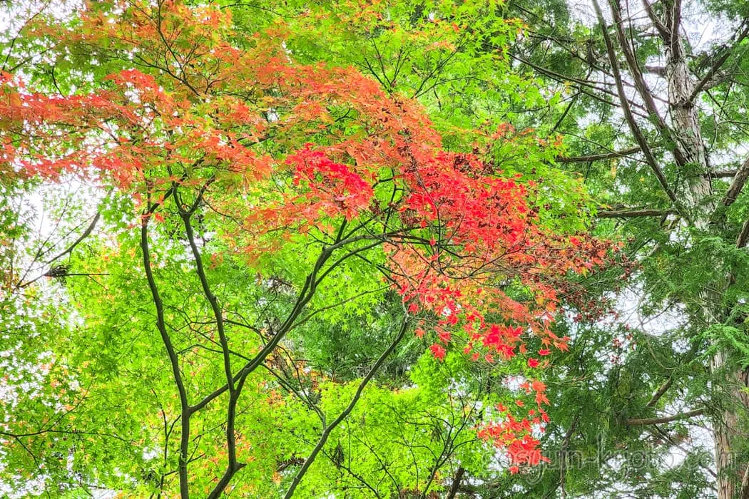 京都市左京区の曼殊院門跡の紅葉